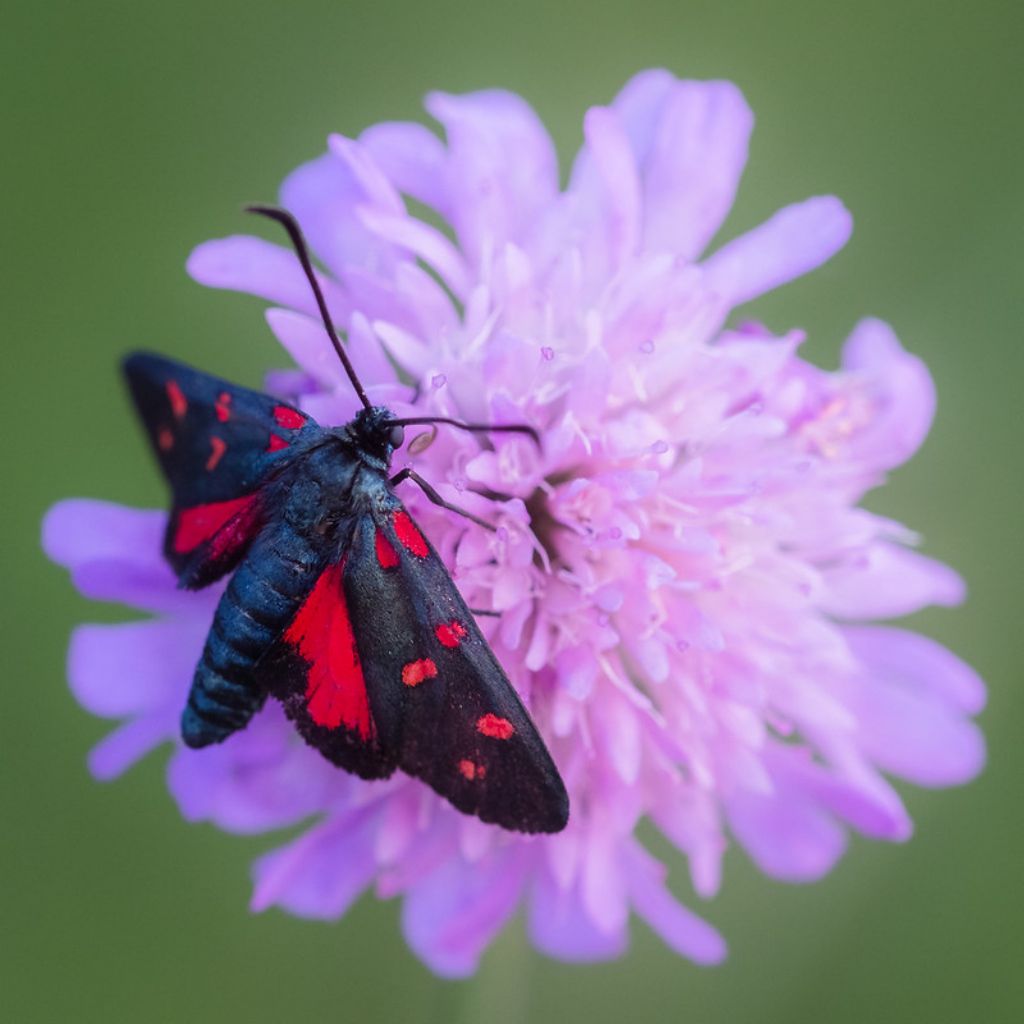 Zygaena filipendulae?