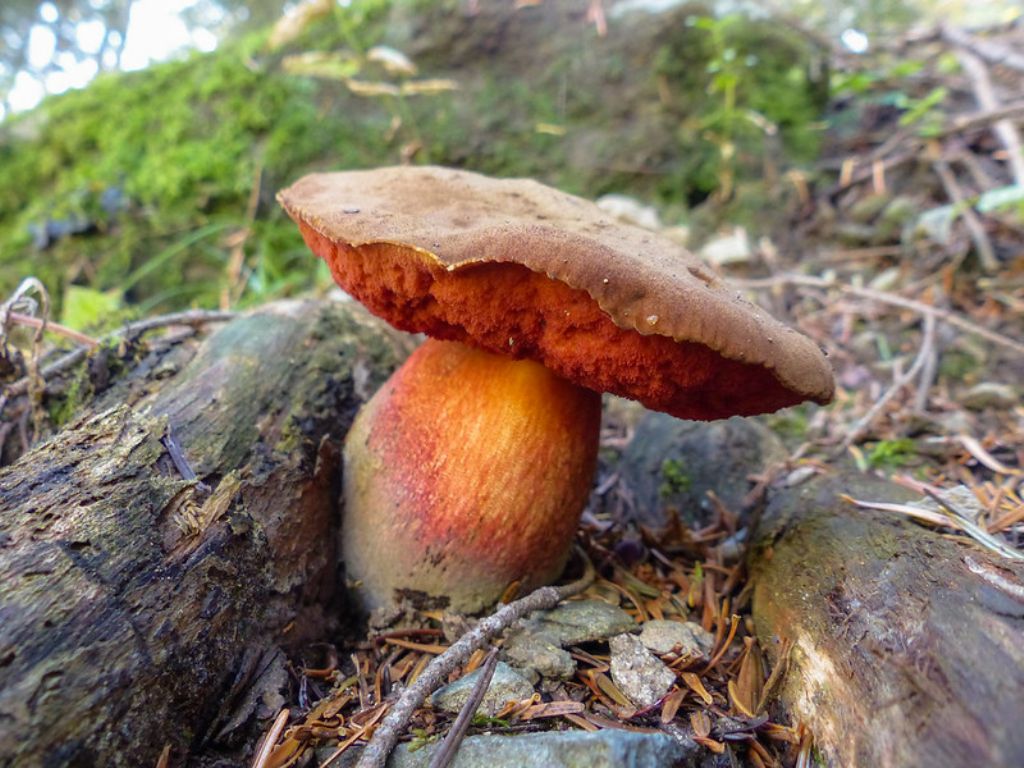 Neoboletus erythropus?