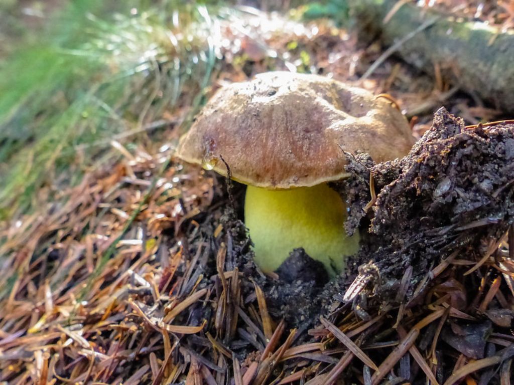 Boletus subappendicolatus?