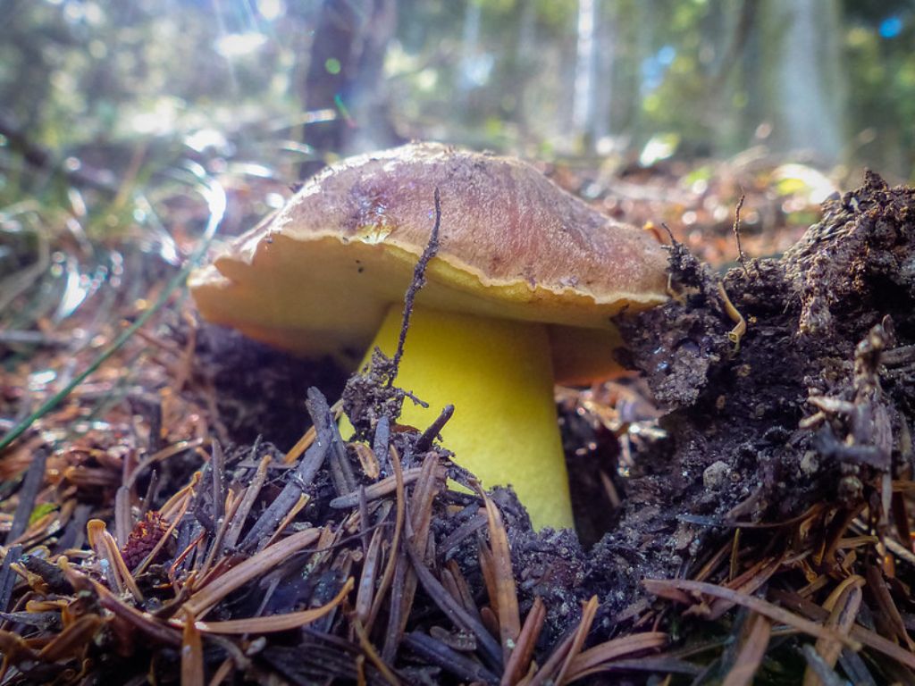 Boletus subappendicolatus?