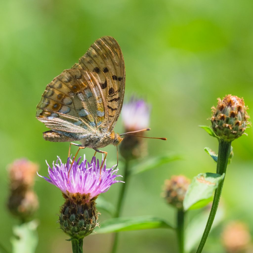 Argynnis aglaja?