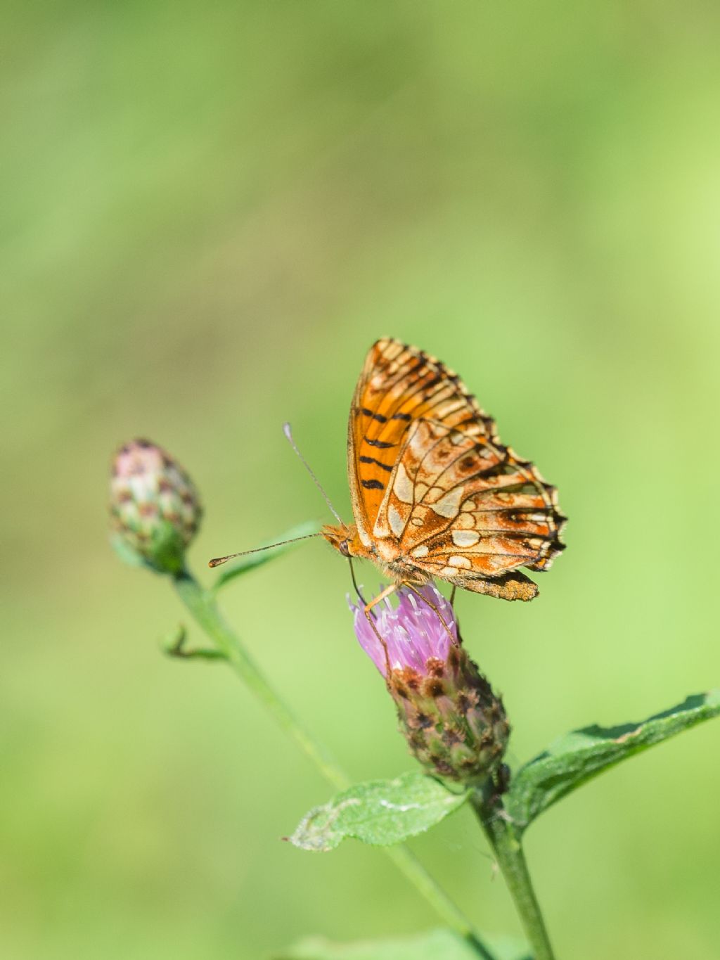 Boloria dia?