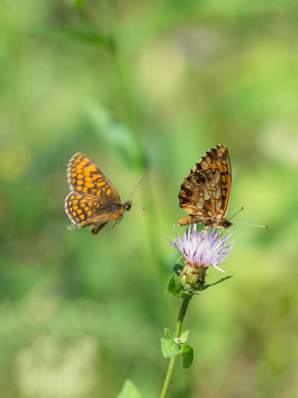 Boloria dia?