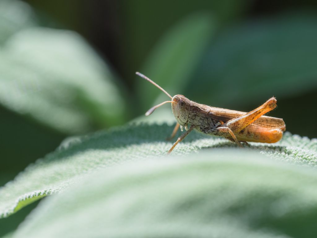 Ortottero da identificare