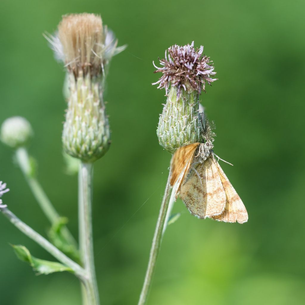 Ematurga atomaria?