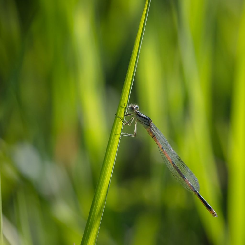 Platycnemis pennipes?