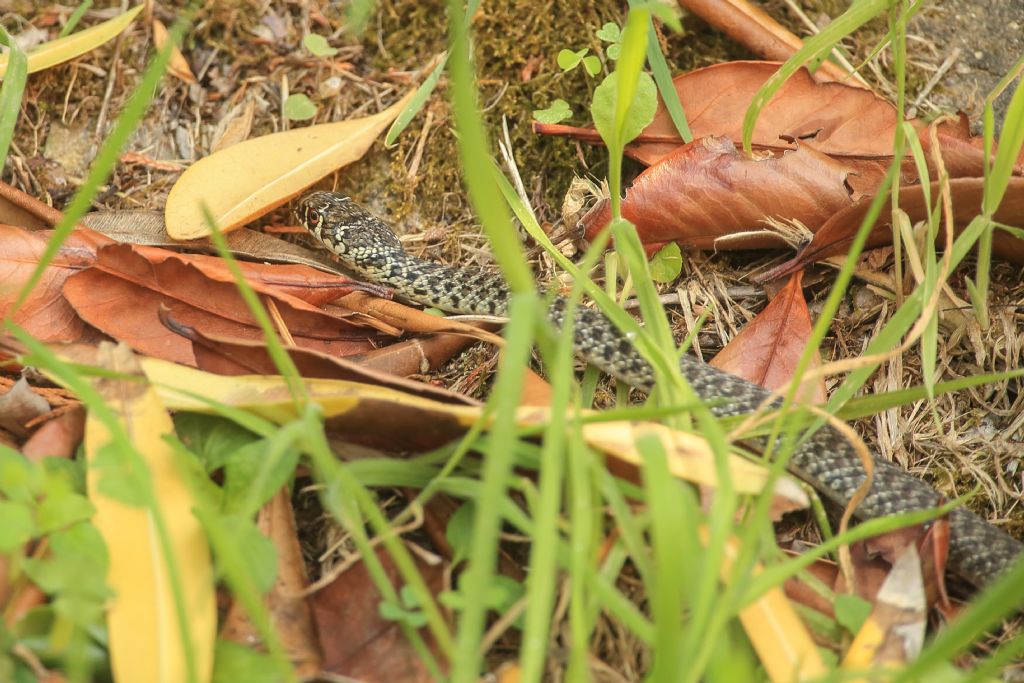 Natrice dal collare?  No, giovane Biacco (Hierophis viridiflavus)