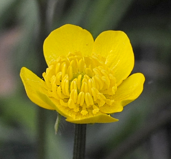 Ranunculus bulbosus / Ranuncolo bulboso