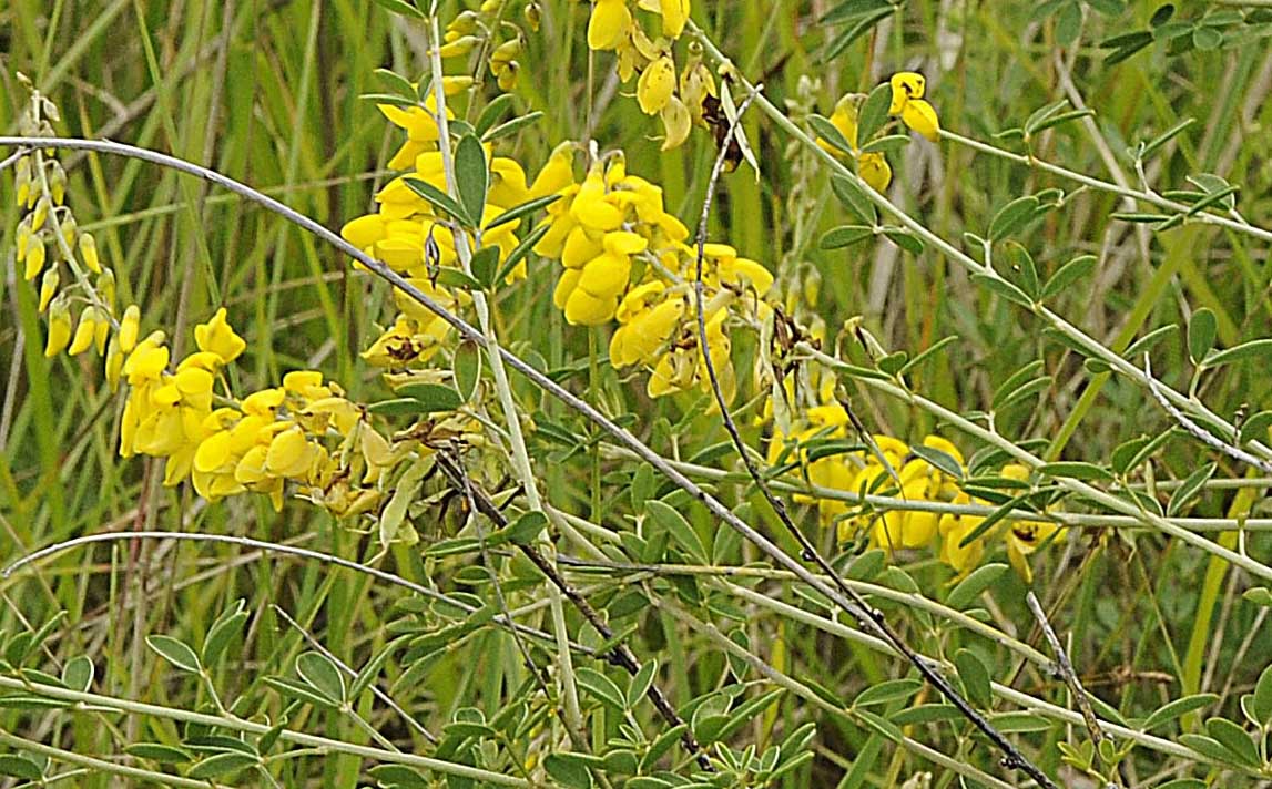 Cytisus nigricans / Citiso scuro