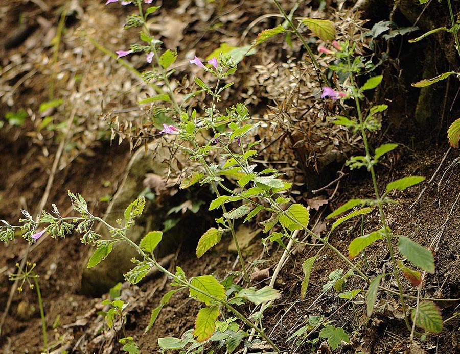 Clinopodium grandiflorum (= Calamintha grandiflora)  / Mentuccia a fiori grandi