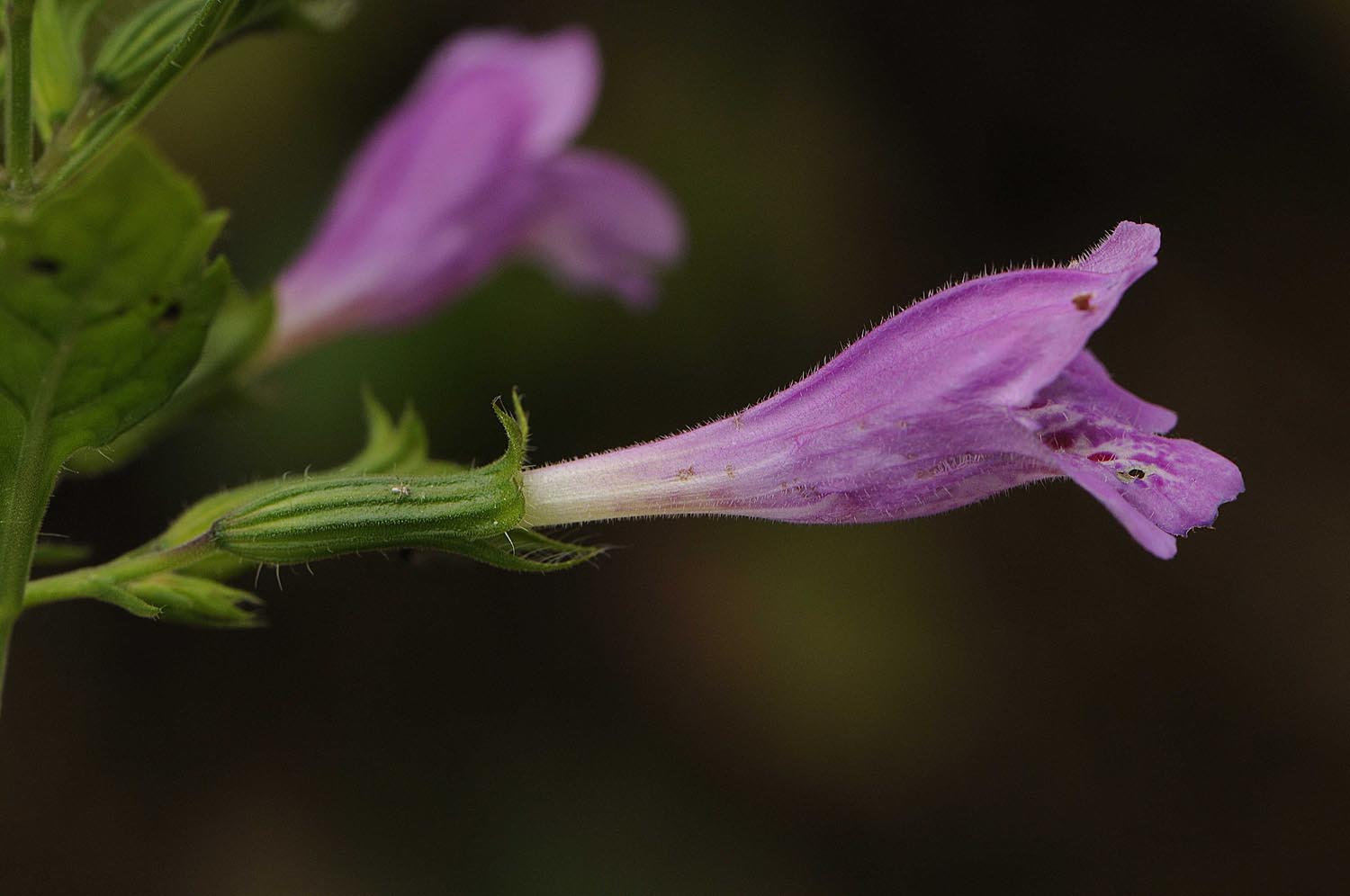 Clinopodium grandiflorum (= Calamintha grandiflora)  / Mentuccia a fiori grandi