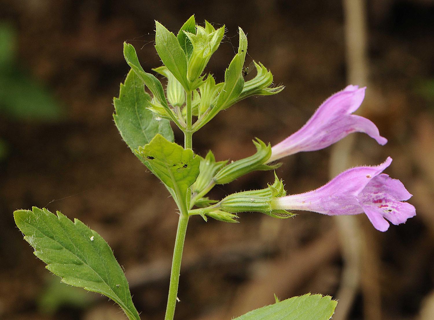 Clinopodium grandiflorum (= Calamintha grandiflora)  / Mentuccia a fiori grandi