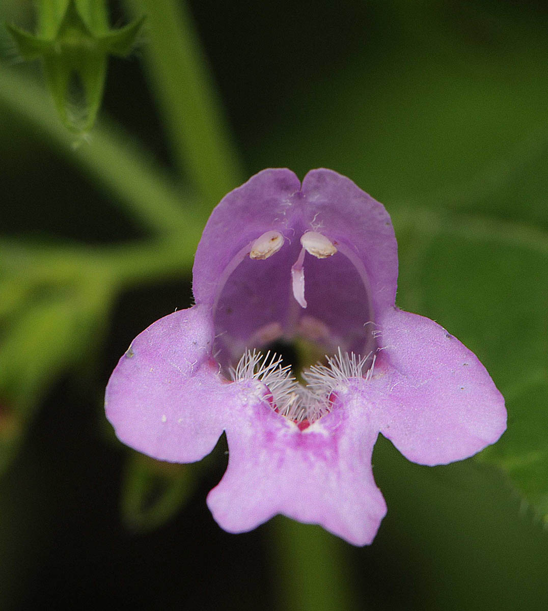 Clinopodium grandiflorum (= Calamintha grandiflora)  / Mentuccia a fiori grandi