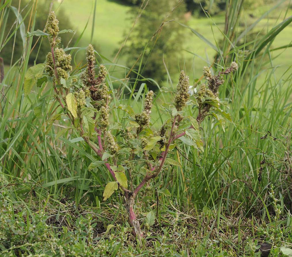 Amaranthus retroflexus  / Amaranto comune