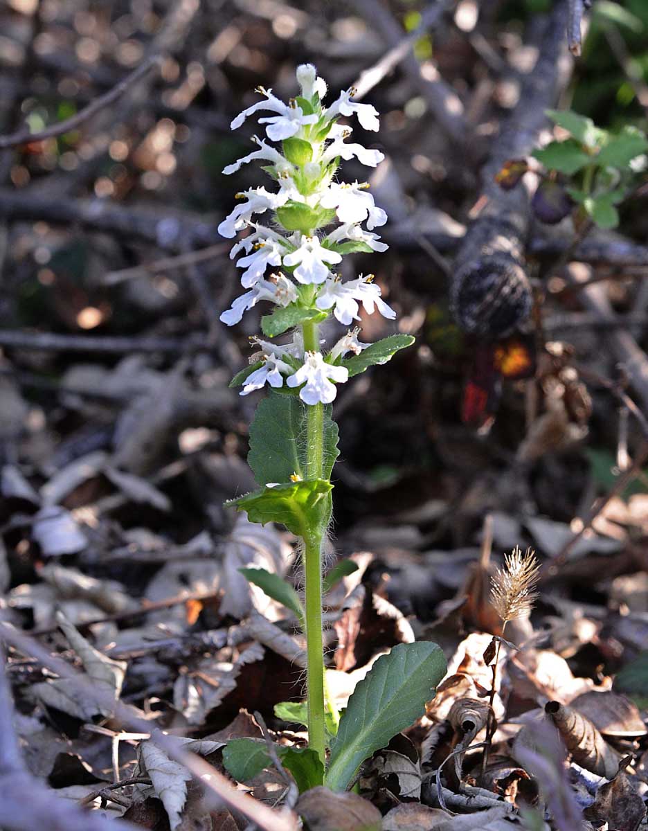 Ajuga genevensis / Iva ginevrina (a fiore bianco)