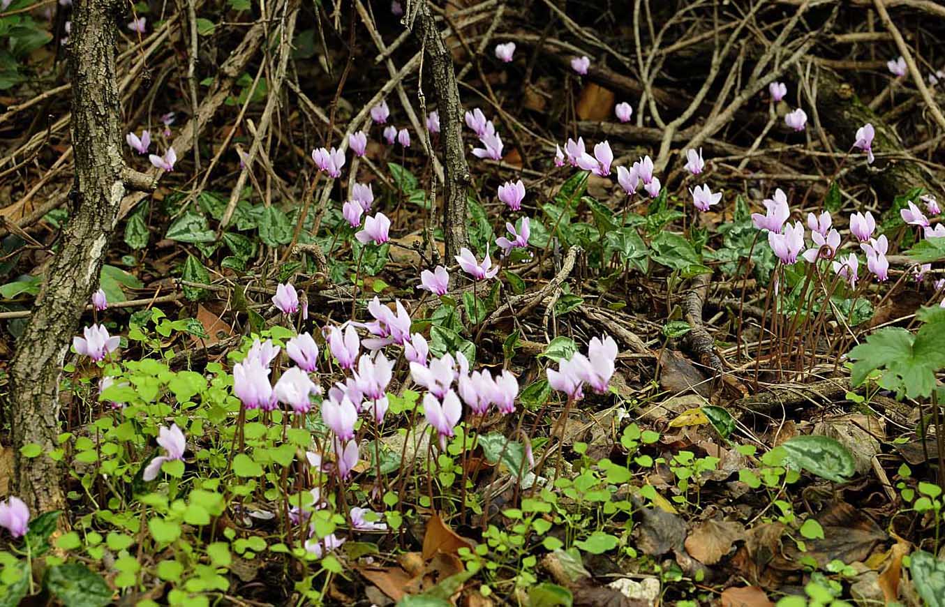 Cyclamen hederifolium