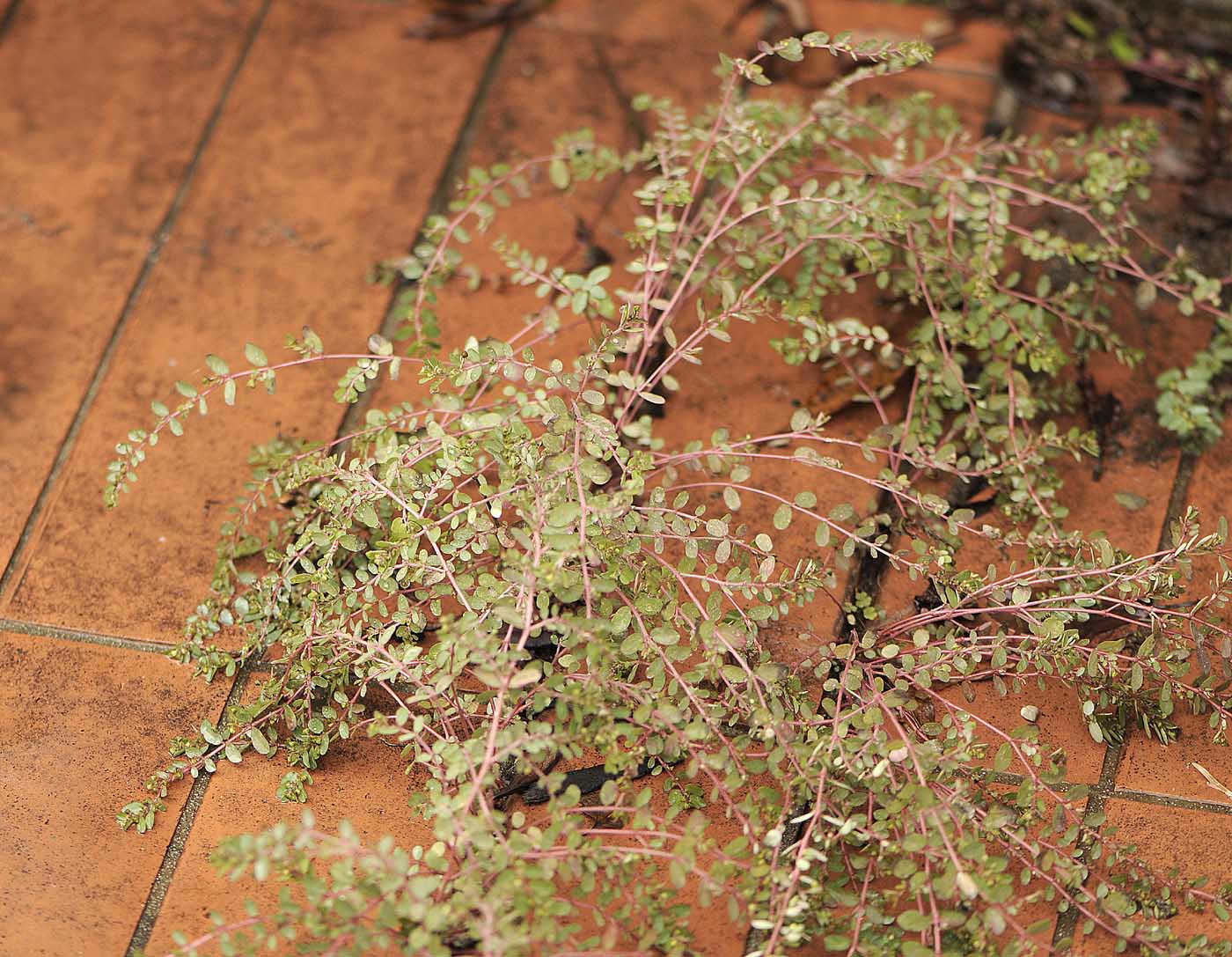 Euphorbia (=Chamaesyce) prostrata / Euforbia prostrata