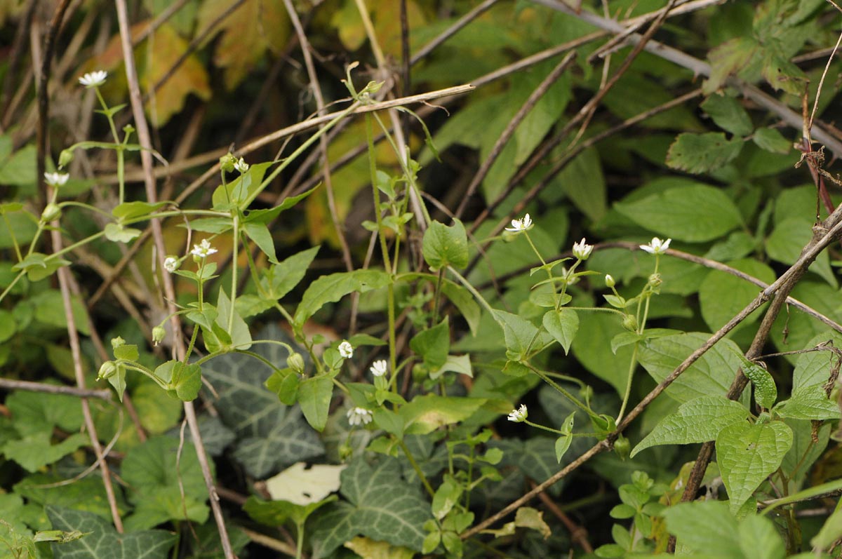 Stellaria aquatica / Centocchio acquatico