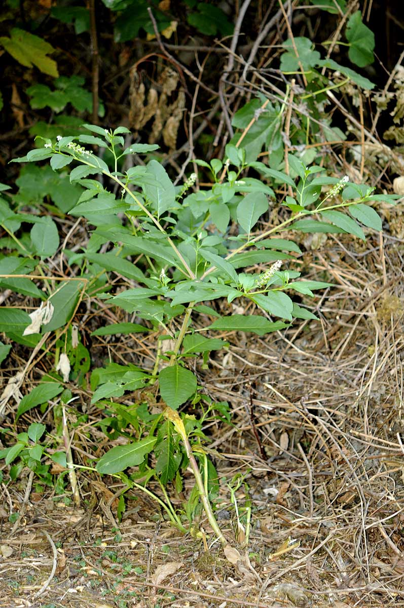 Phytolacca americana