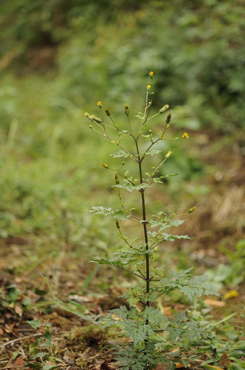 Bidens bipinnata / Forbicina bipennata