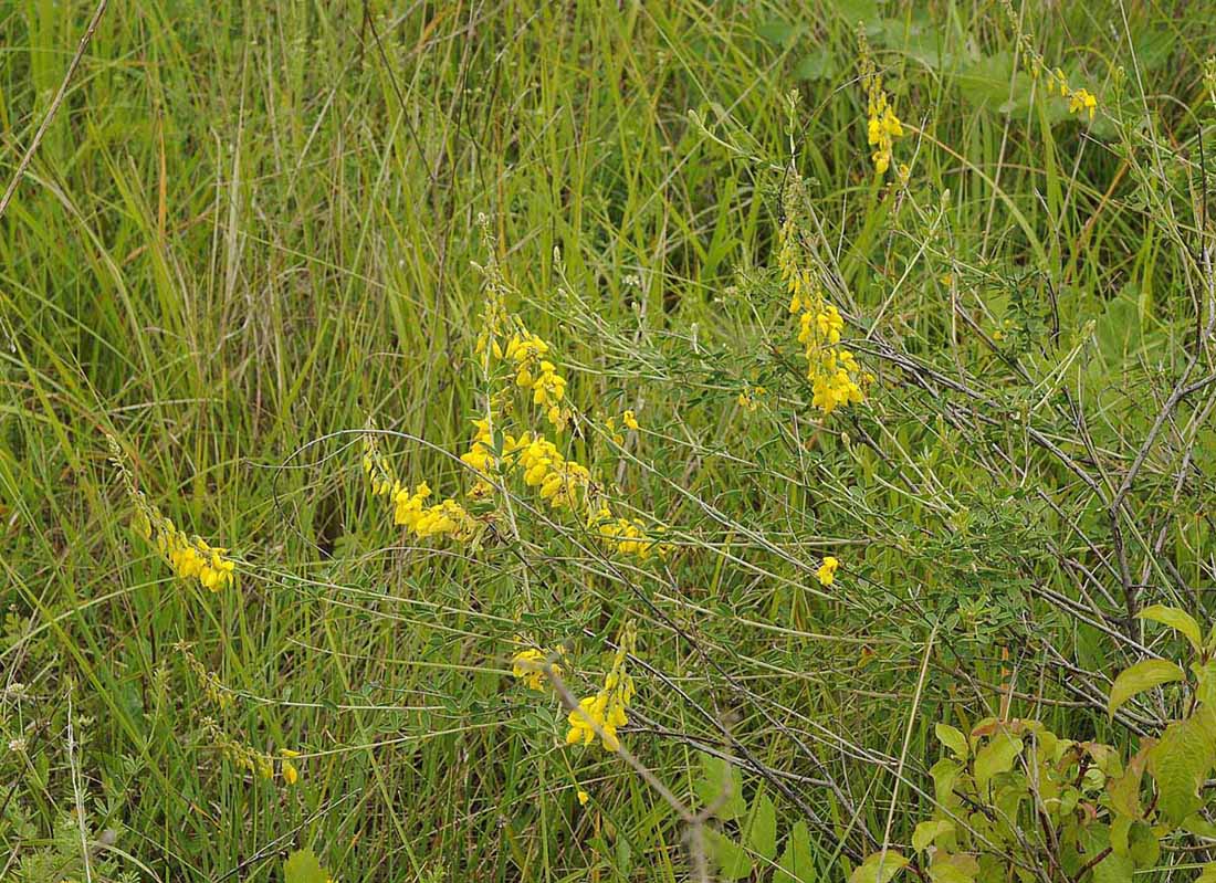 Cytisus nigricans / Citiso scuro