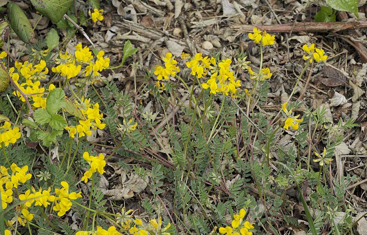 Coronilla vaginalis