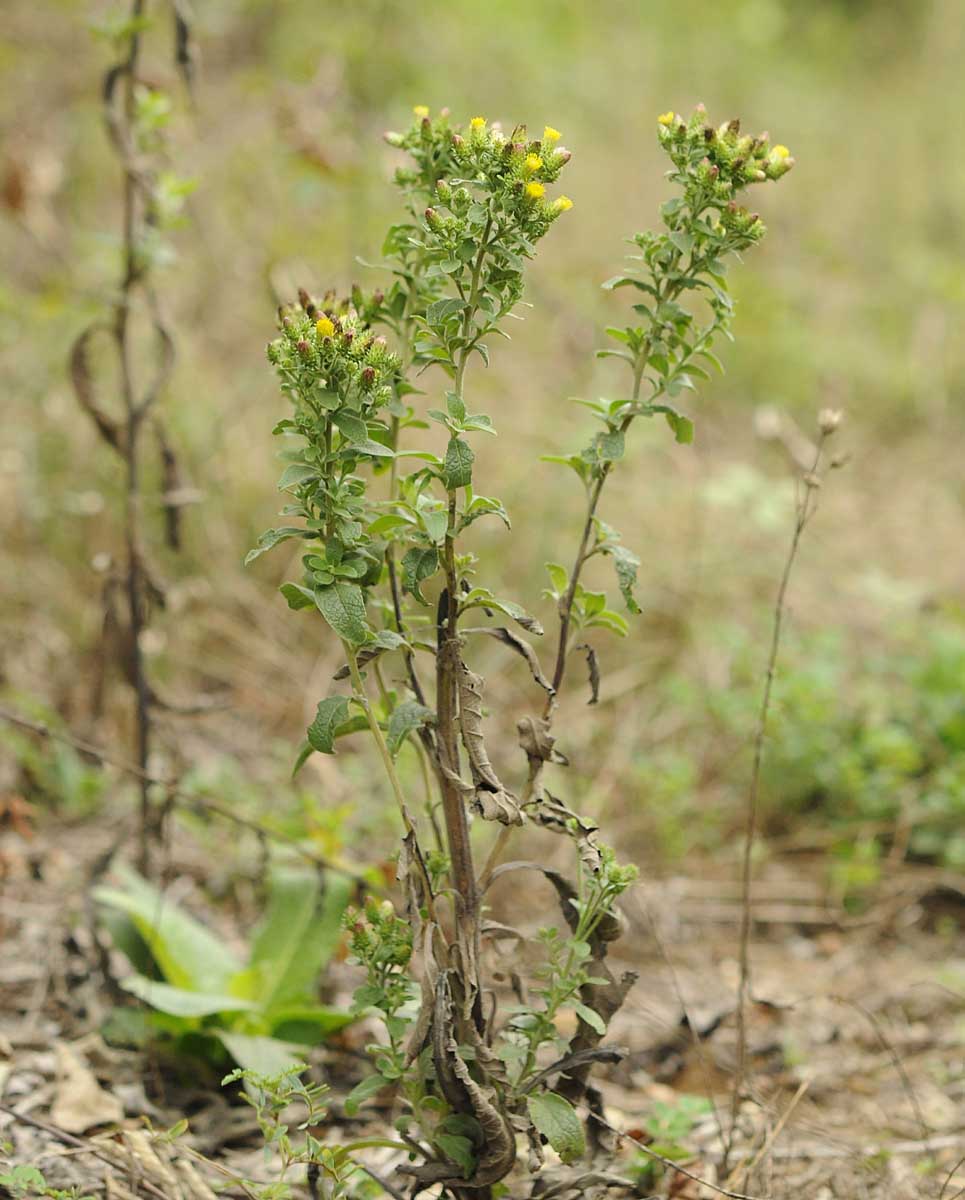 Pentanema conyzae (=Inula conyzae) / Enula baccherina