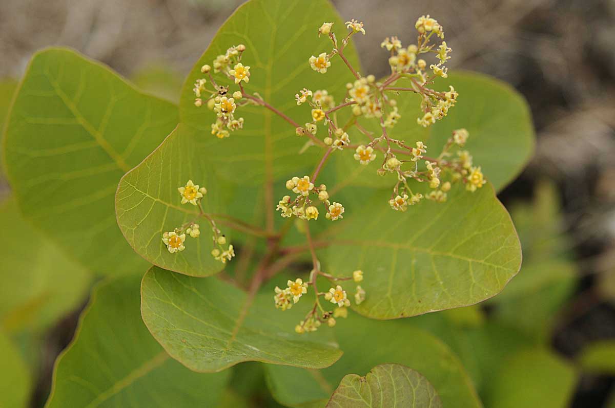 Cotinus coggygria