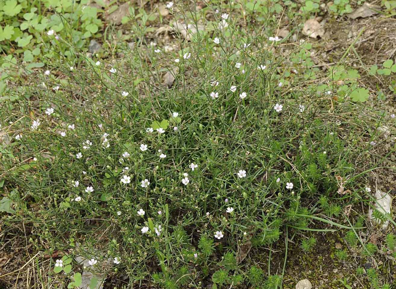 Petrorhagia saxifraga / Garofanina spaccasassi