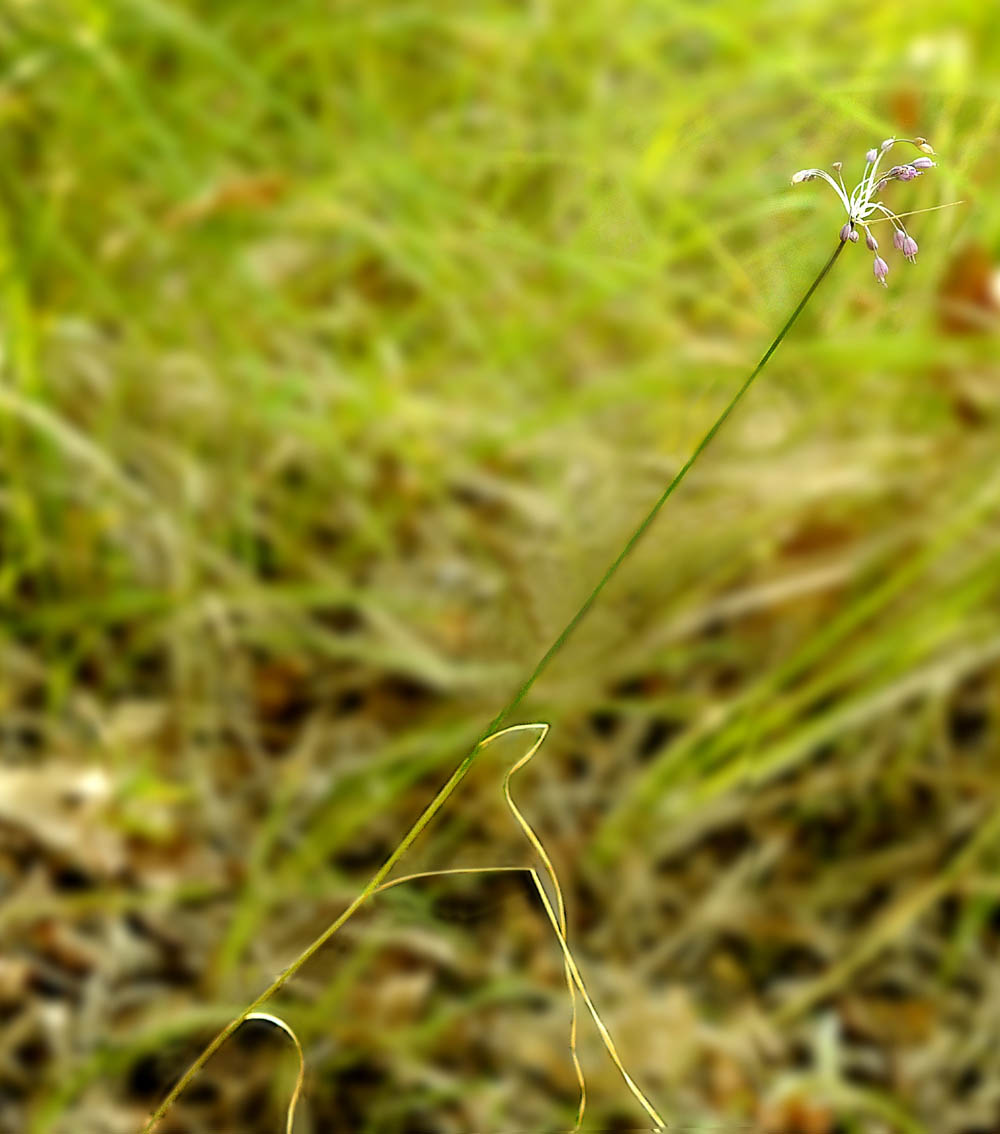 Allium carinatum subsp pulchellum