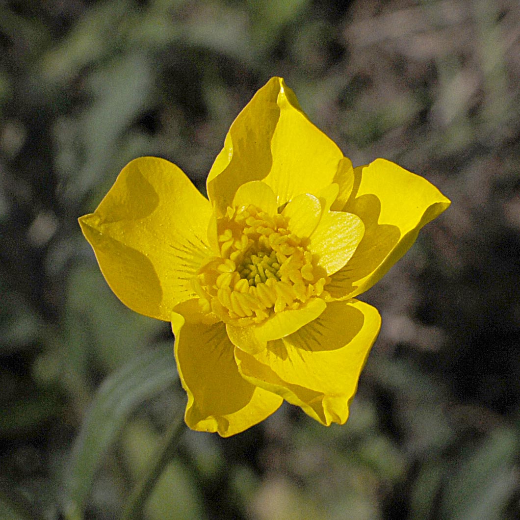 Ranunculus bulbosus / Ranuncolo bulboso