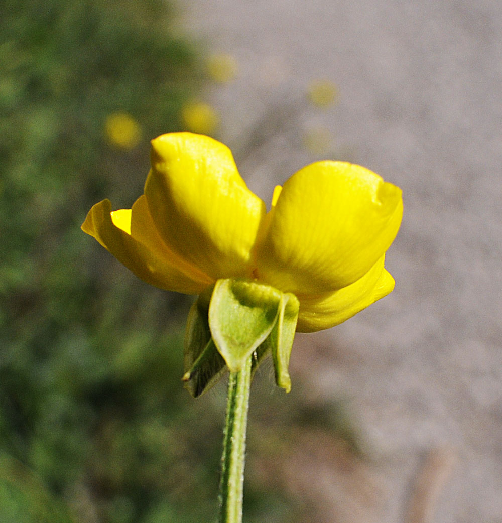 Ranunculus bulbosus / Ranuncolo bulboso