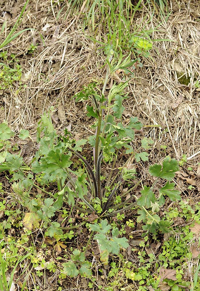 Ranunculus bulbosus / Ranuncolo bulboso