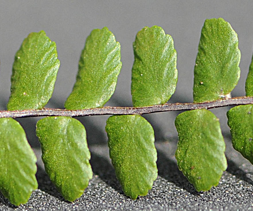 Asplenium trichomanes subsp. quadrivalens