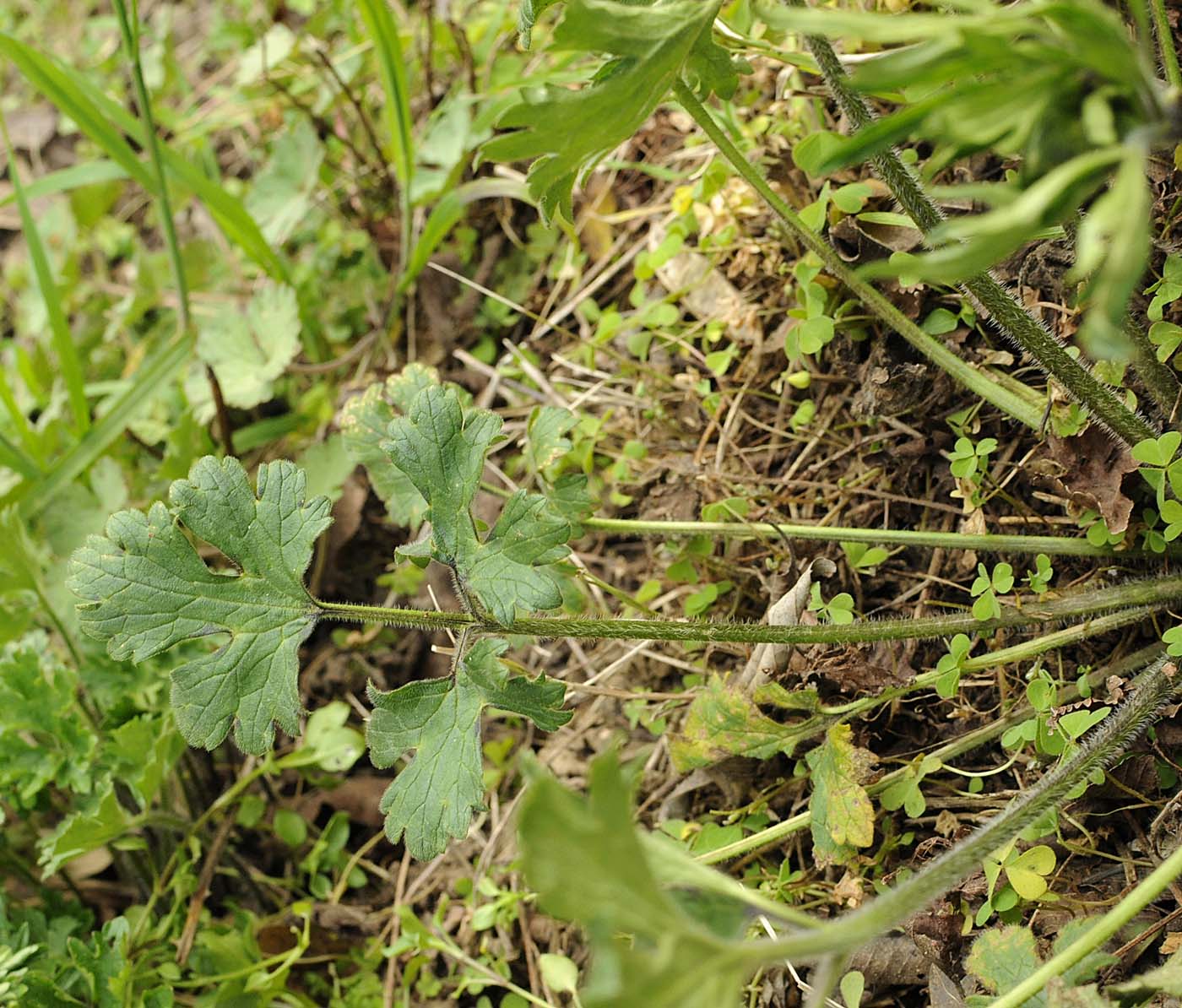 Ranunculus bulbosus / Ranuncolo bulboso