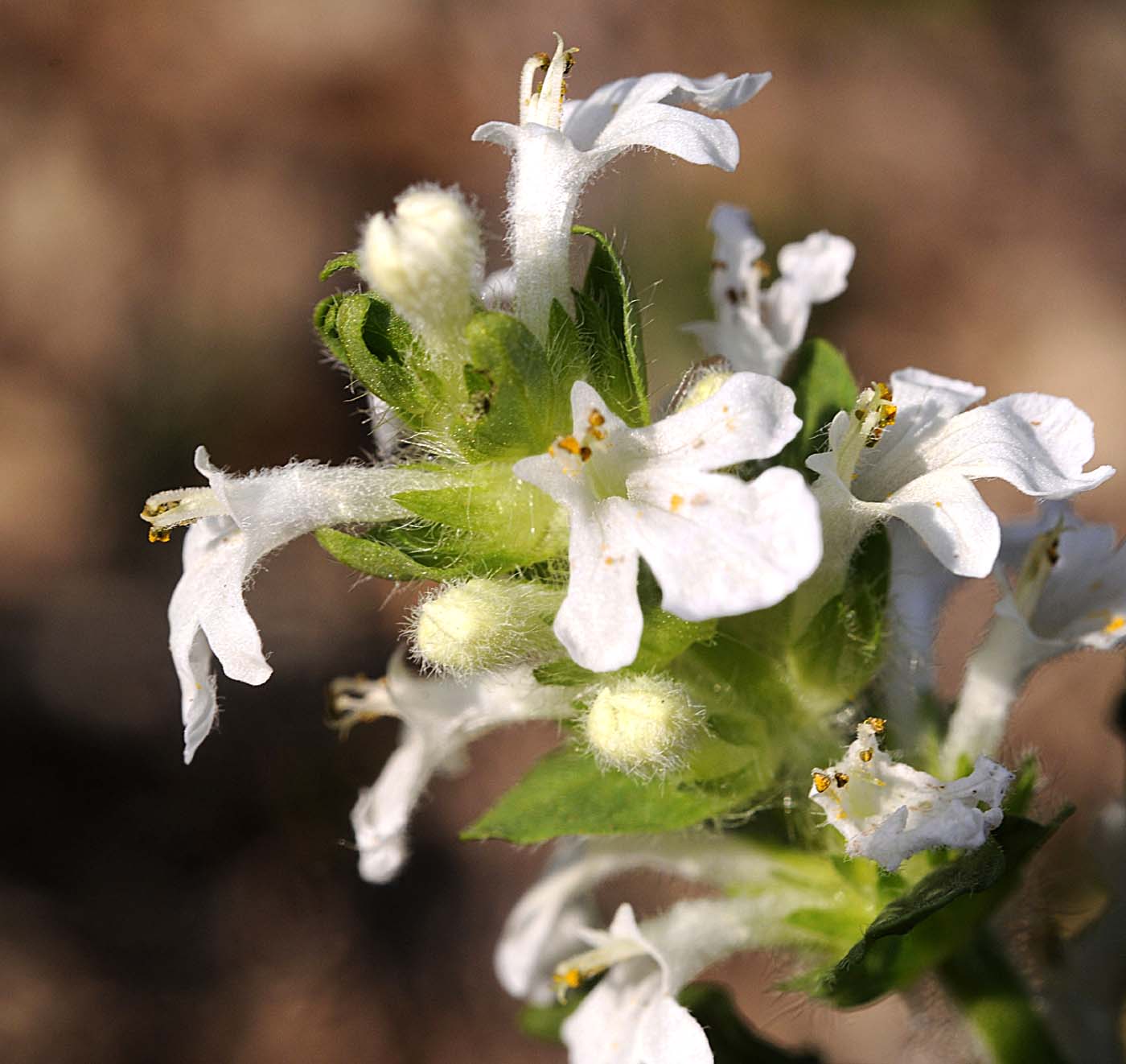 Ajuga genevensis / Iva ginevrina (a fiore bianco)