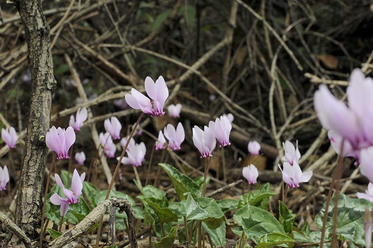 Cyclamen hederifolium