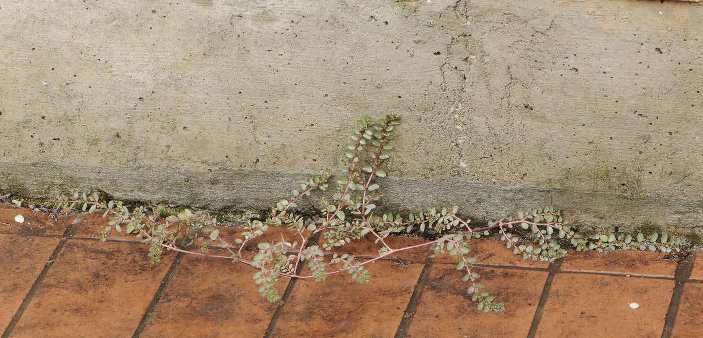 Euphorbia (=Chamaesyce) prostrata / Euforbia prostrata