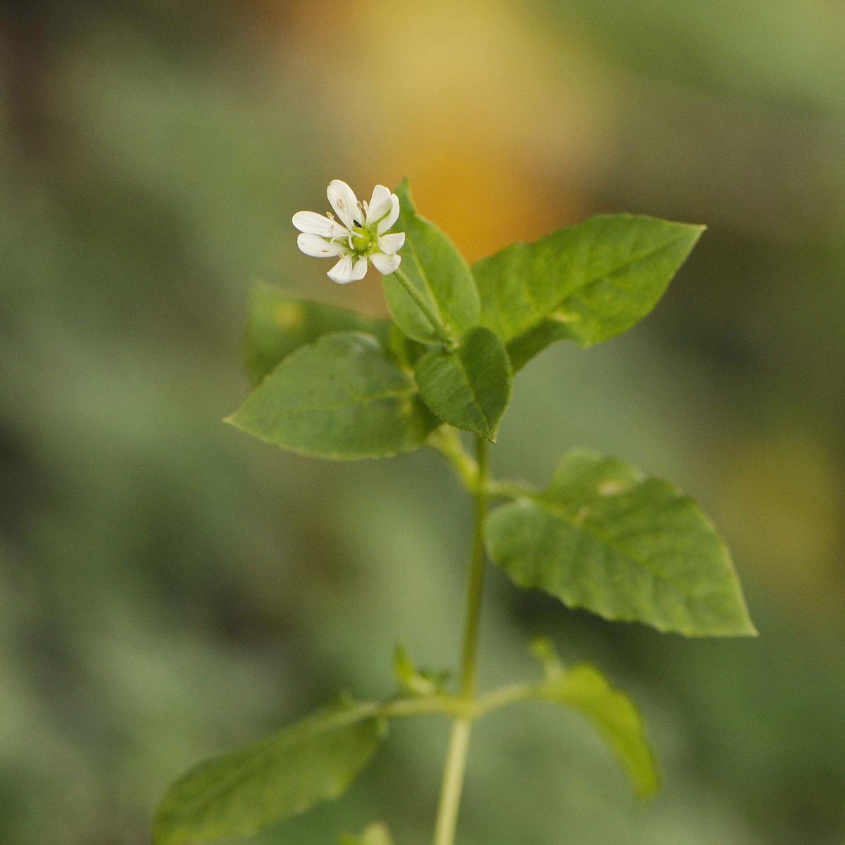 Stellaria aquatica / Centocchio acquatico