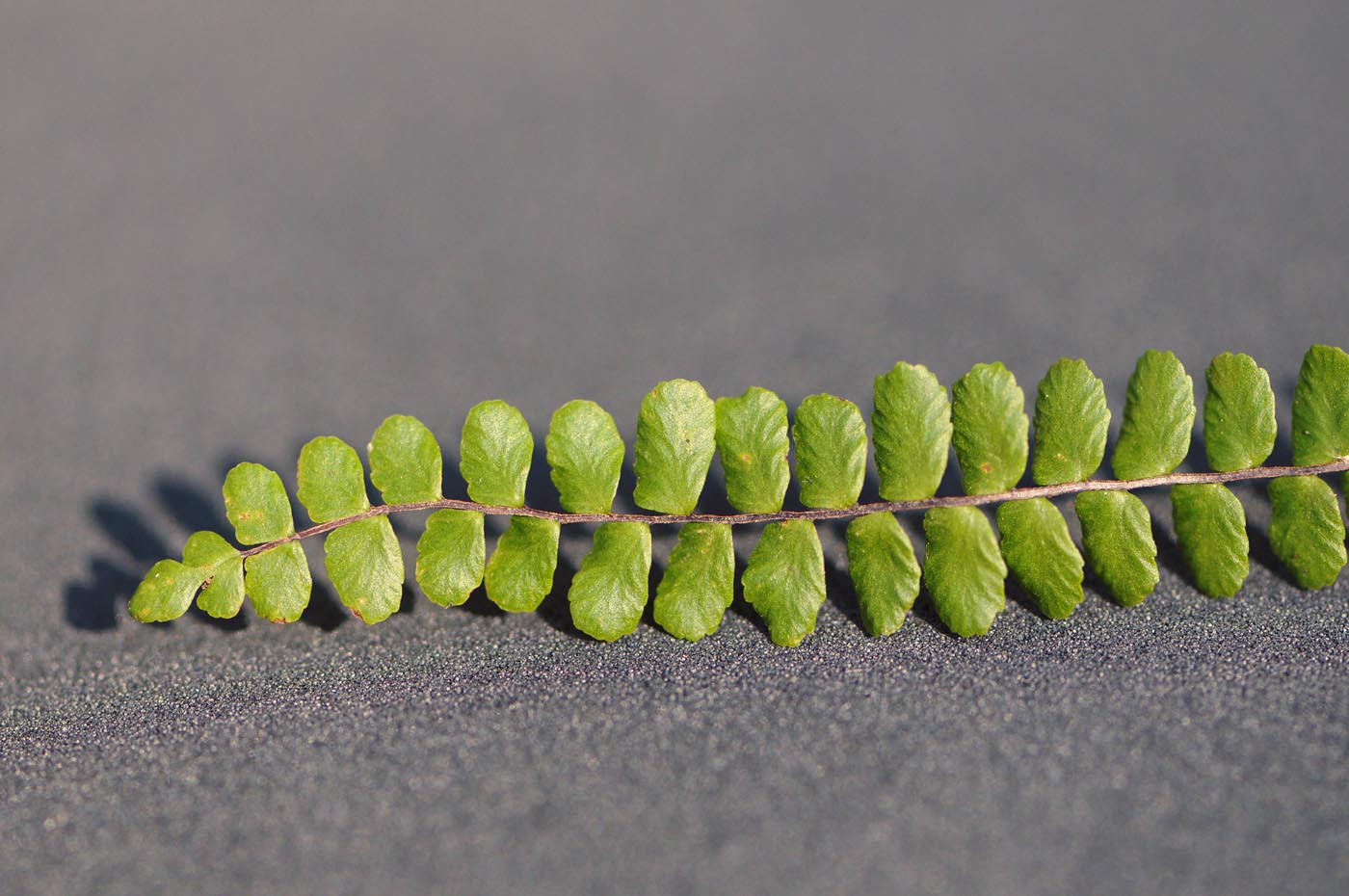 Asplenium trichomanes subsp. quadrivalens