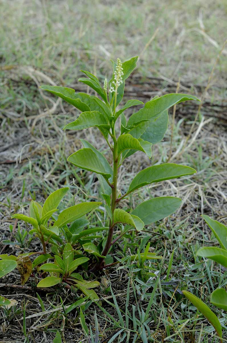 Phytolacca americana