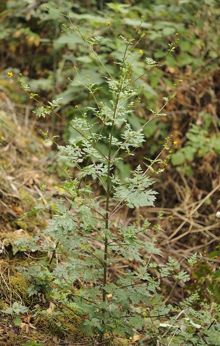 Bidens bipinnata / Forbicina bipennata