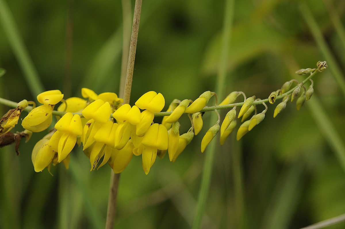 Cytisus nigricans / Citiso scuro