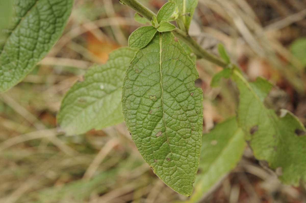 Pentanema conyzae (=Inula conyzae) / Enula baccherina