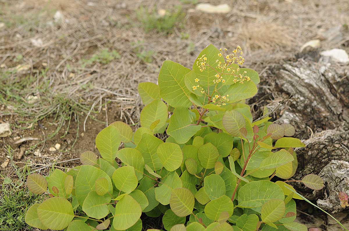 Cotinus coggygria