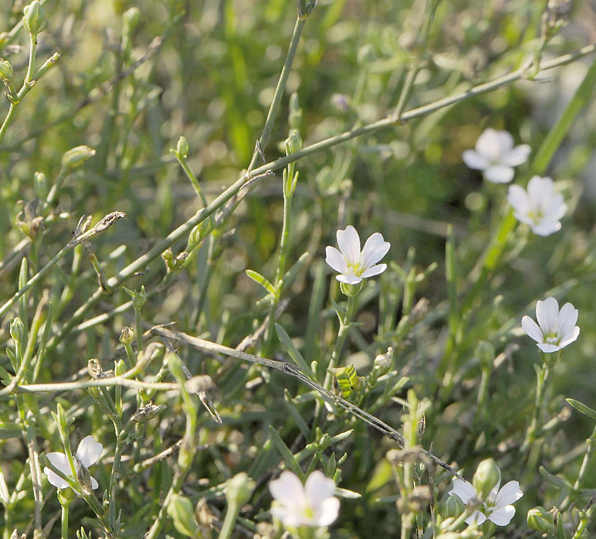 Petrorhagia saxifraga / Garofanina spaccasassi