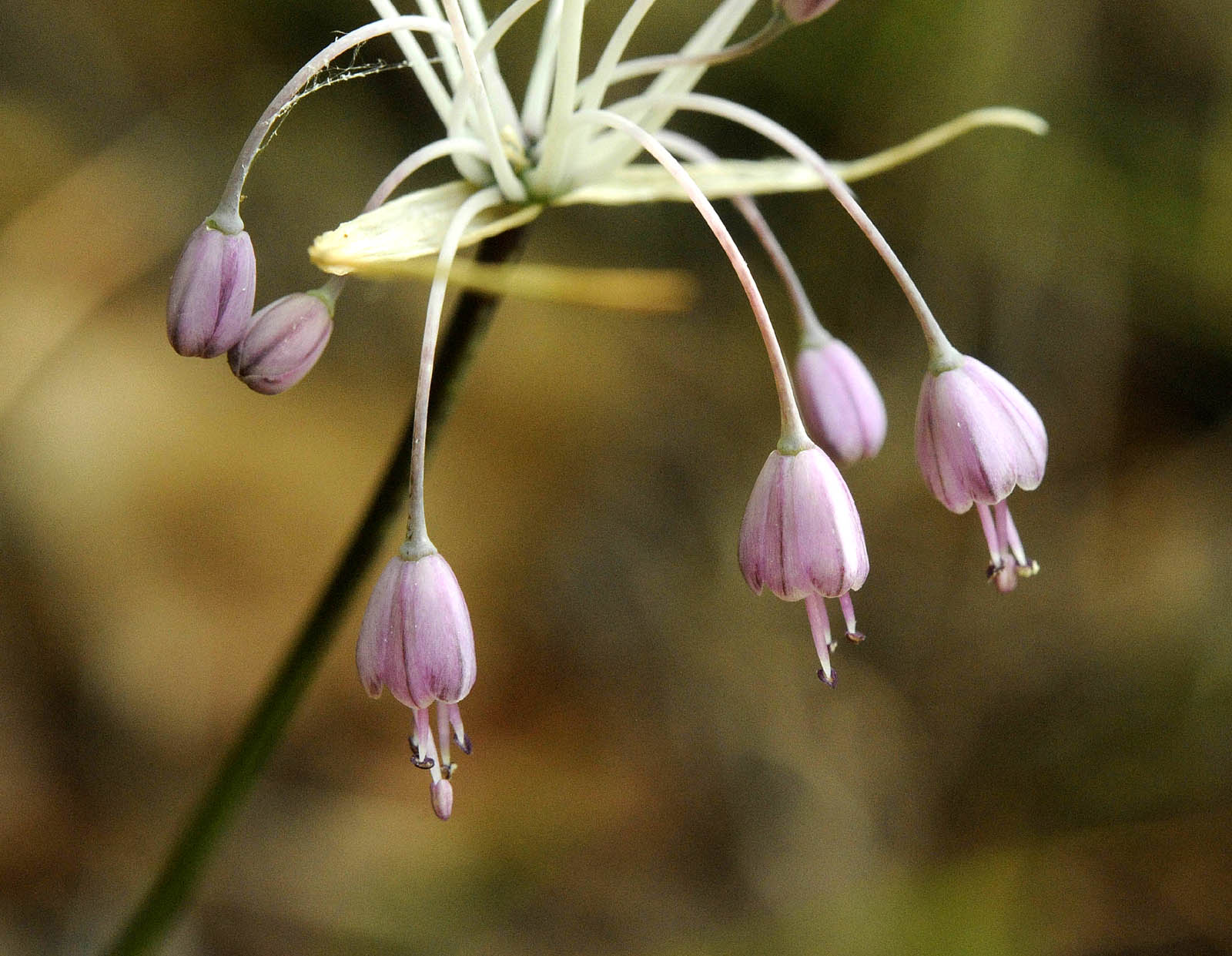 Allium carinatum subsp pulchellum