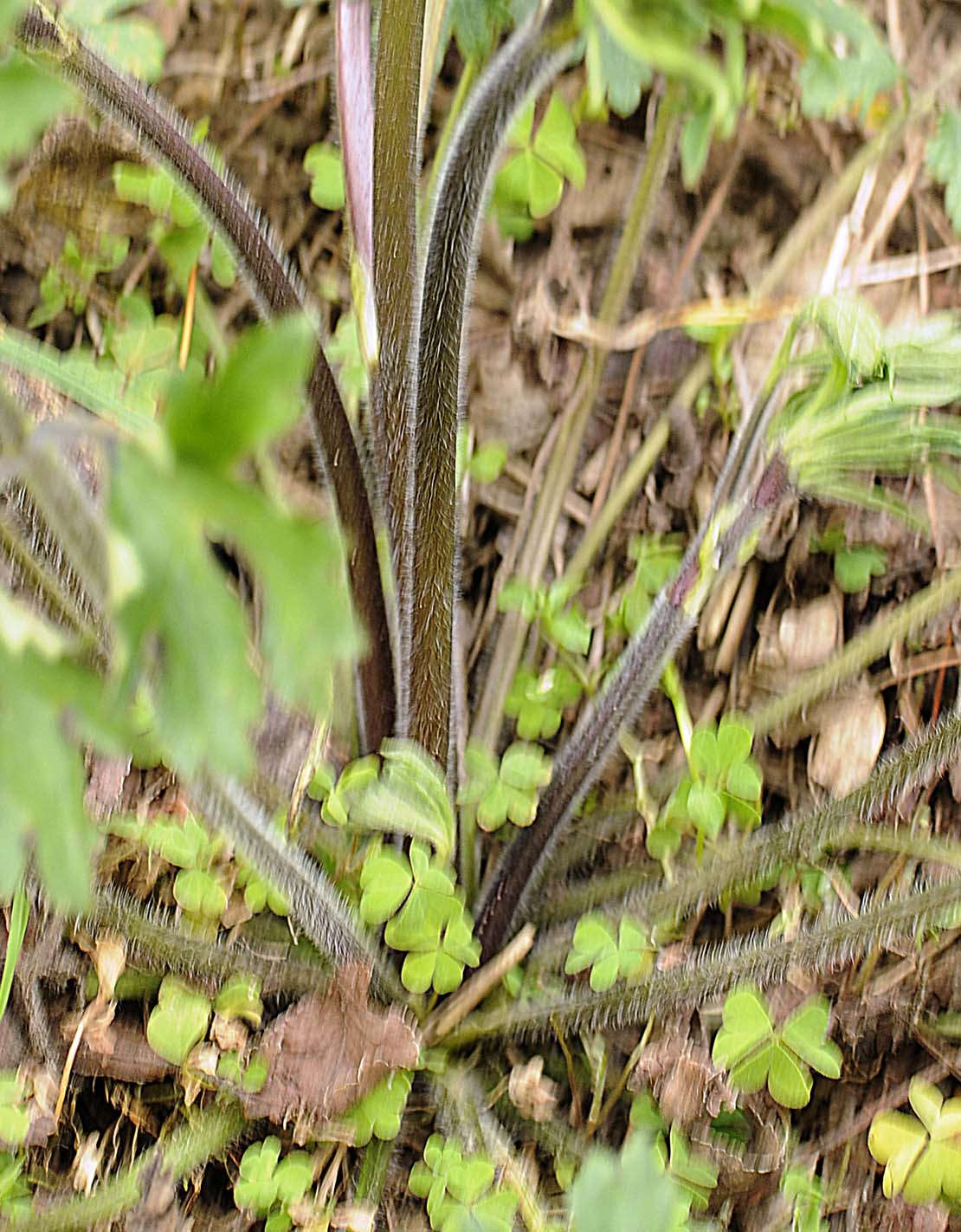 Ranunculus bulbosus / Ranuncolo bulboso