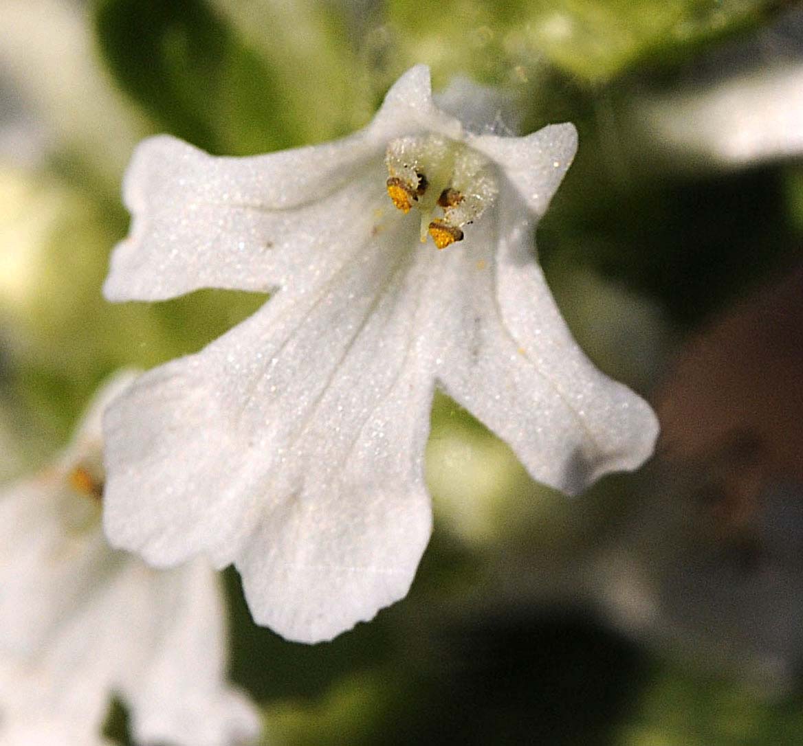 Ajuga genevensis / Iva ginevrina (a fiore bianco)