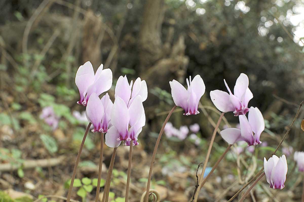 Cyclamen hederifolium